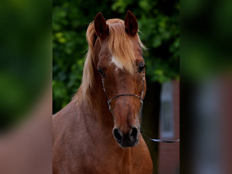 Arabo Egiziano Stallone 18 Anni 154 cm Sauro in Walsrode