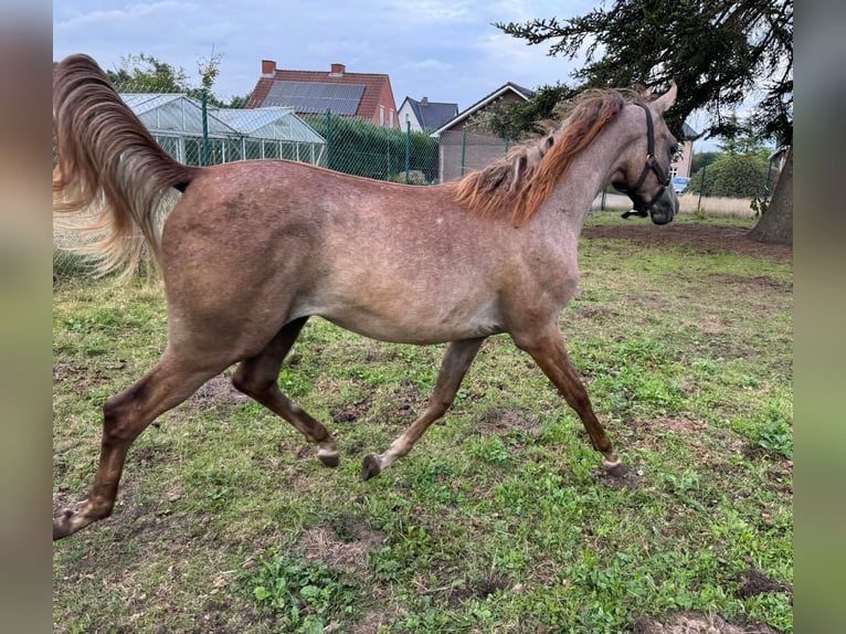 Arabo Egiziano Stallone 1 Anno 140 cm in Zonhoven