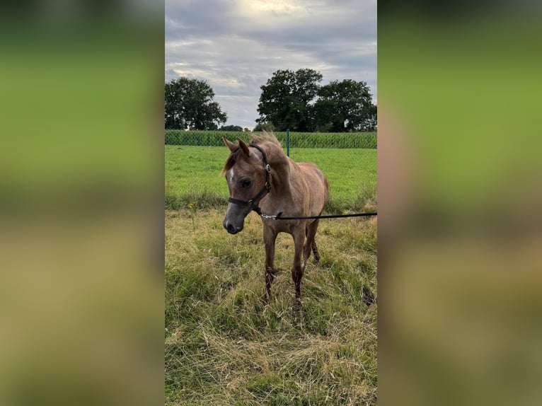 Arabo Egiziano Stallone 1 Anno 140 cm in Zonhoven