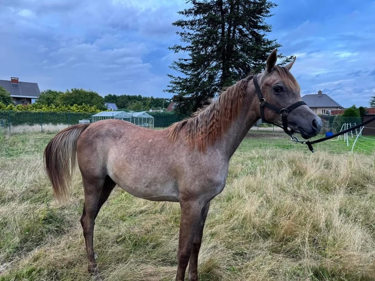 Arabo Egiziano Stallone 1 Anno 140 cm in Zonhoven