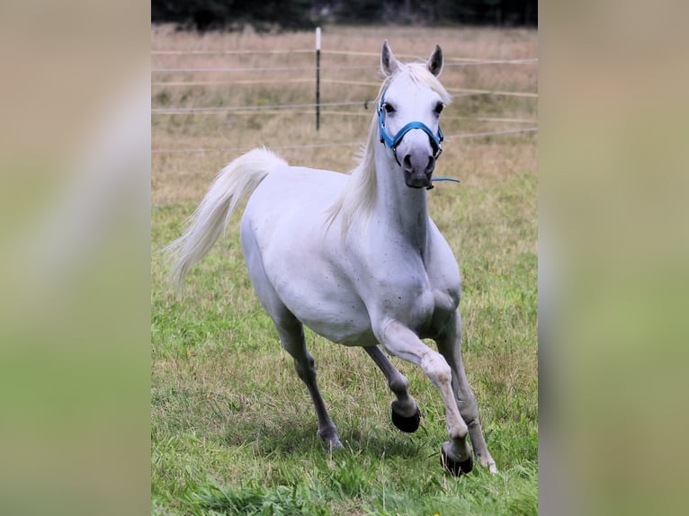 Arabo Egiziano Stallone 1 Anno 144 cm Baio in Bienenbüttel