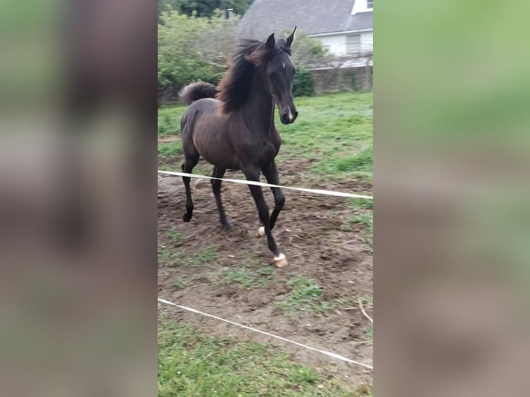 Arabo Egiziano Stallone 1 Anno 145 cm Morello in Quintan (Cecebre, Cambre) (Lugar)