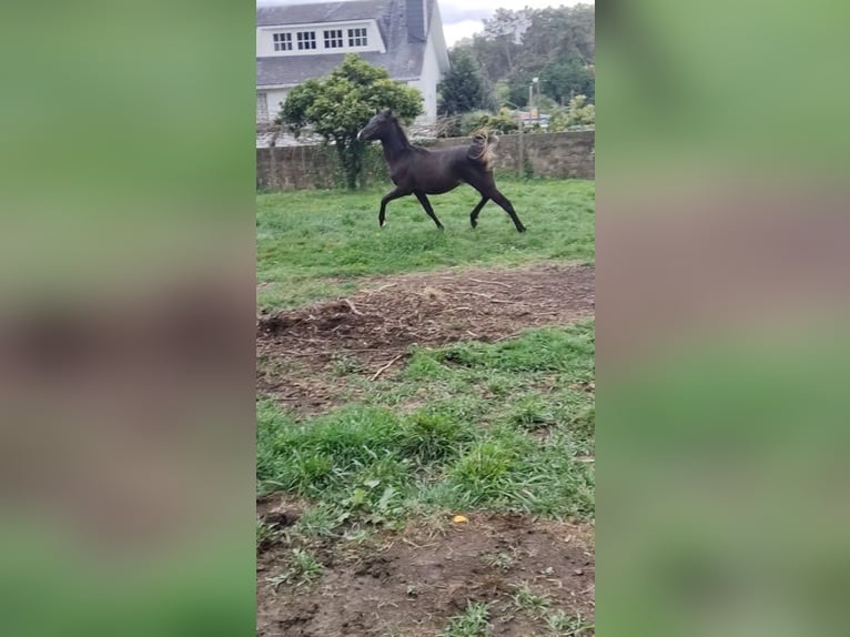 Arabo Egiziano Stallone 1 Anno 145 cm Morello in Quintan (Cecebre, Cambre) (Lugar)
