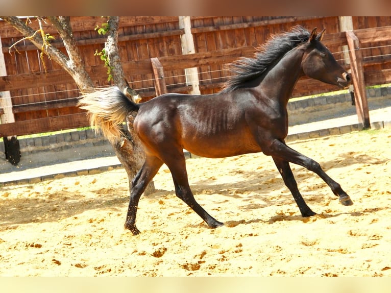 Arabo Egiziano Stallone 1 Anno 152 cm Baio scuro in Blankenhain