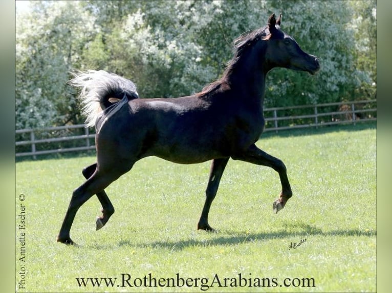 Arabo Egiziano Stallone 1 Anno 155 cm Morello in Monheim