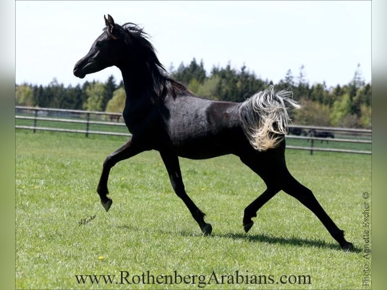 Arabo Egiziano Stallone 1 Anno 155 cm Morello in Monheim
