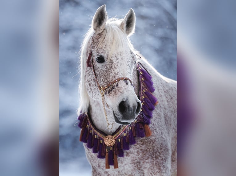 Arabo Egiziano Stallone 1 Anno 160 cm Grigio trotinato in Dietikon