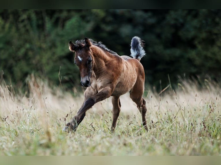 Arabo Egiziano Stallone 1 Anno 160 cm Grigio trotinato in Dietikon