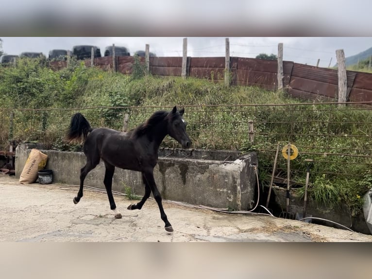 Arabo Egiziano Stallone 1 Anno Morello in El berrón, Valle de Mena