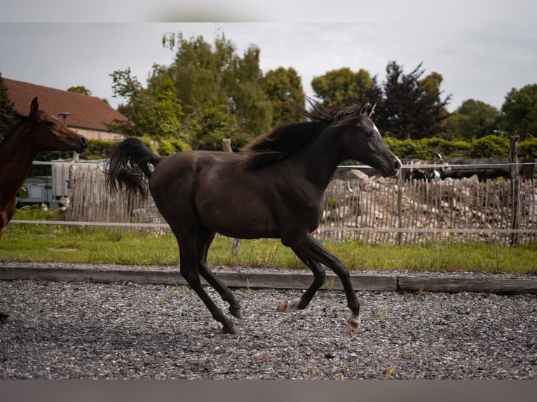 Arabo Egiziano Stallone 1 Anno Morello in Ludwigsfelde OT Wietstock