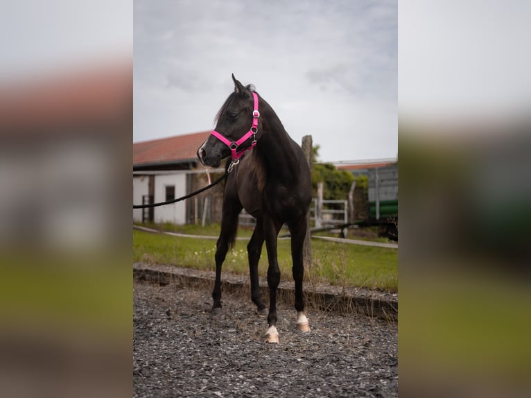Arabo Egiziano Stallone 1 Anno Morello in Ludwigsfelde OT Wietstock