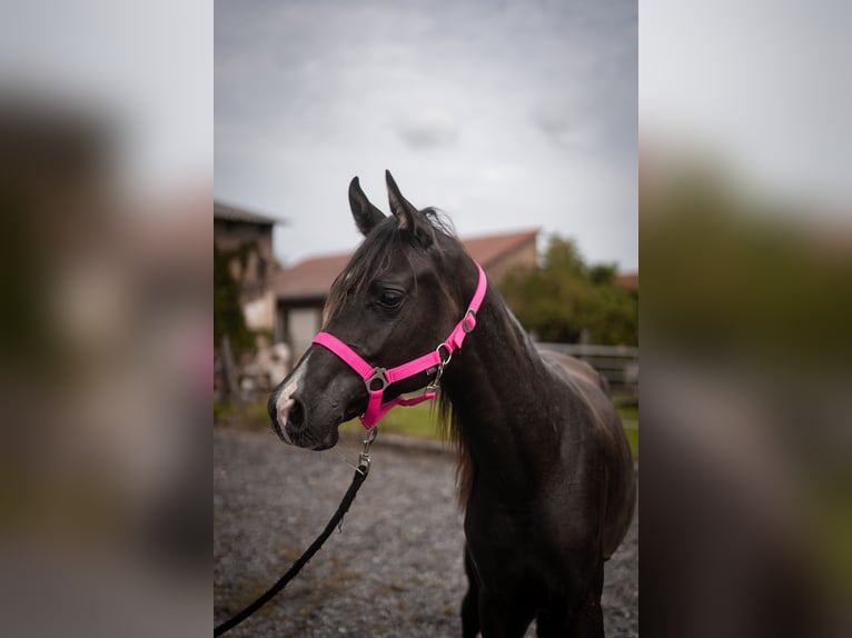 Arabo Egiziano Stallone 1 Anno Morello in Ludwigsfelde OT Wietstock