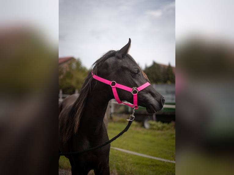 Arabo Egiziano Stallone 1 Anno Morello in Ludwigsfelde OT Wietstock