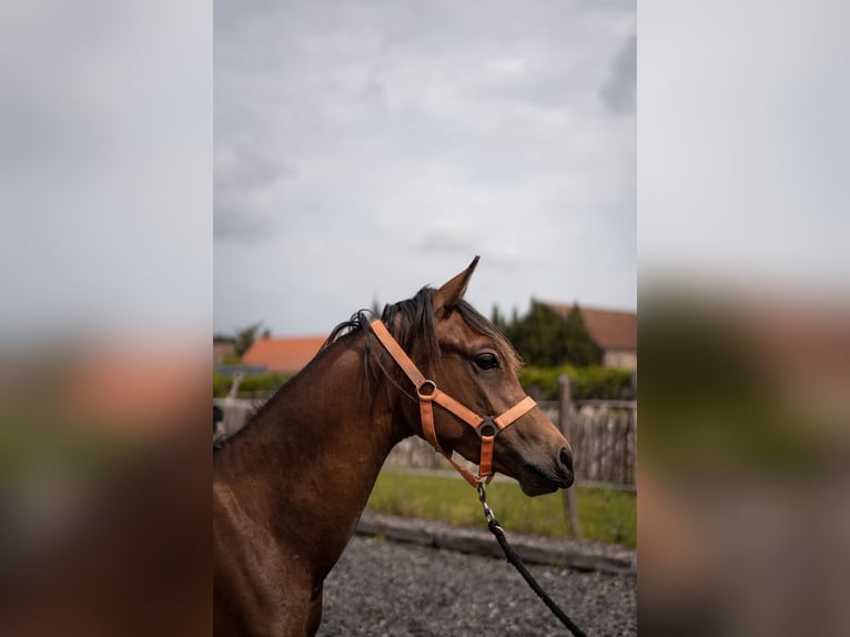 Arabo Egiziano Stallone 1 Anno Sauro in Ludwigsfelde OT Wietstock
