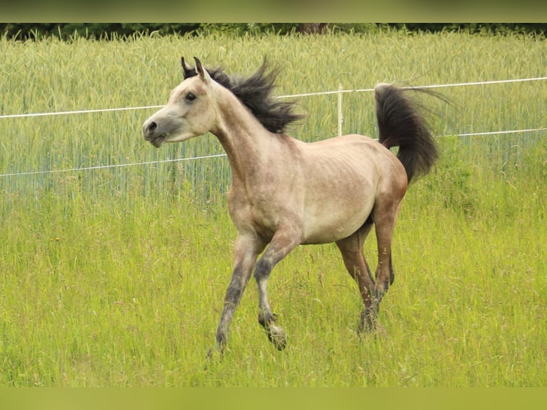 Arabo Egiziano Stallone 2 Anni 145 cm Grigio in Staufenberg