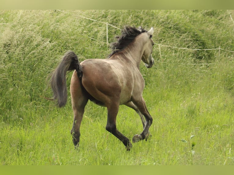 Arabo Egiziano Stallone 2 Anni 145 cm Grigio in Staufenberg