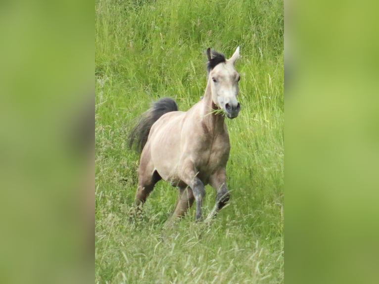 Arabo Egiziano Stallone 2 Anni 145 cm Grigio in Staufenberg