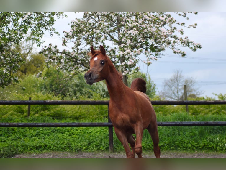 Arabo Egiziano Stallone 2 Anni 145 cm Sauro in Klein Offenseth-Sparrieshoop