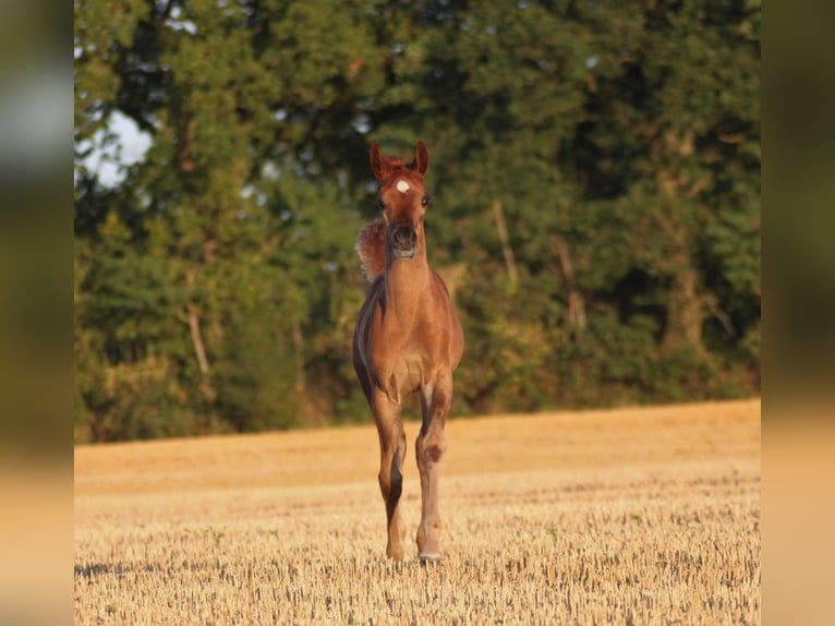 Arabo Egiziano Stallone 2 Anni 145 cm Sauro in Klein Offenseth-Sparrieshoop