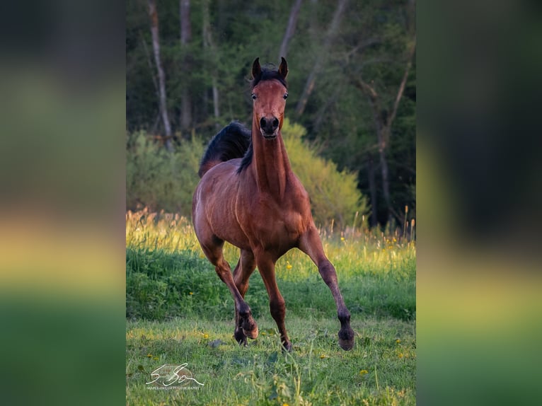 Arabo Egiziano Stallone 2 Anni 155 cm Baio in Biesdorf