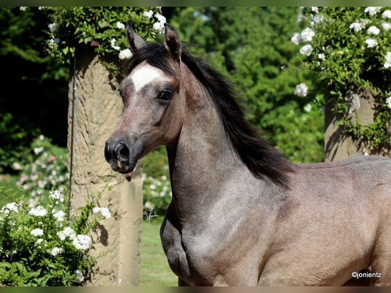 Arabo Egiziano Stallone 2 Anni 155 cm Grigio in Wassertrüdingen