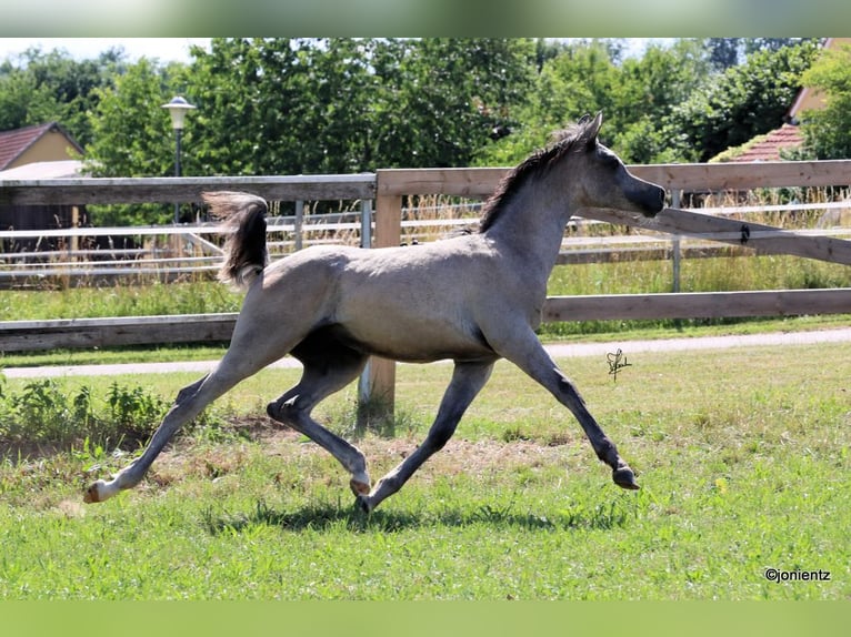 Arabo Egiziano Stallone 2 Anni 155 cm Grigio in WassertrüdingenWassertrüdingen