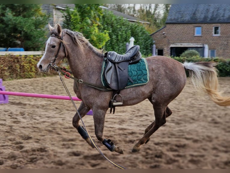 Arabo Egiziano Stallone 2 Anni 158 cm Grigio trotinato in Willebringen