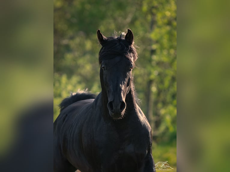 Arabo Egiziano Stallone 3 Anni 155 cm Morello in Biesdorf