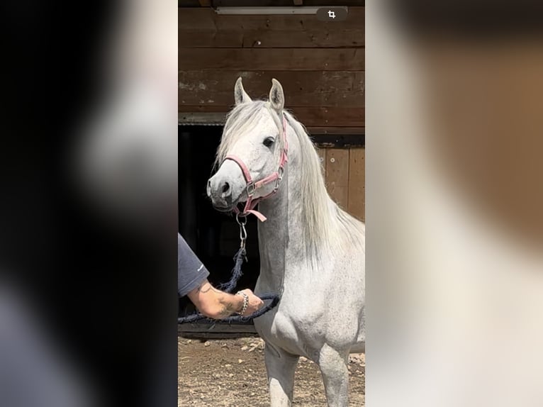 Arabo Egiziano Stallone 4 Anni 155 cm Grigio pezzato in Zofingen