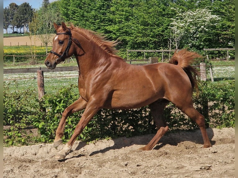 Arabo Egiziano Stallone 4 Anni 156 cm Sauro in Boutersem