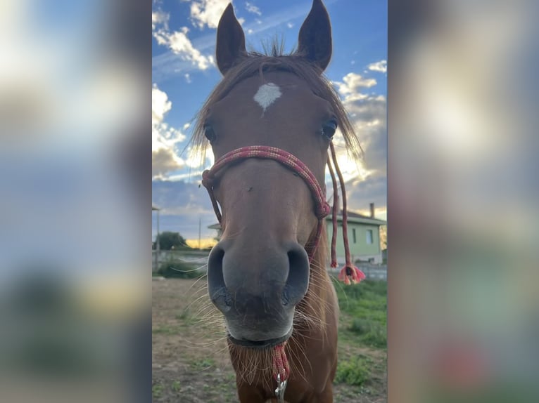 Arabo Egiziano Stallone 5 Anni 150 cm Sauro in Mieres