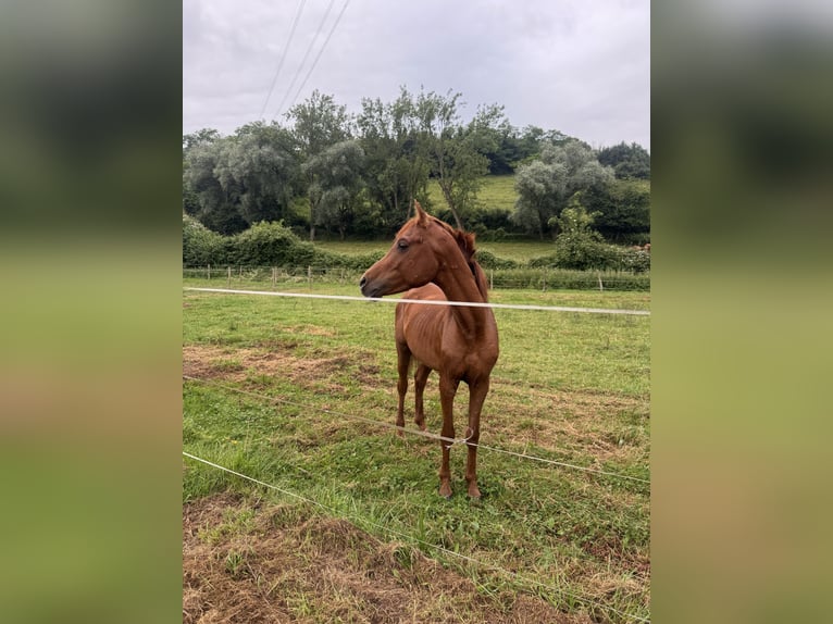 Arabo Egiziano Stallone 5 Anni 150 cm Sauro in Mieres