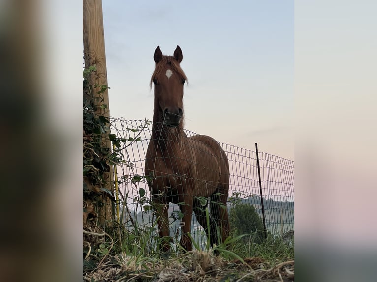 Arabo Egiziano Stallone 5 Anni 150 cm Sauro in Mieres