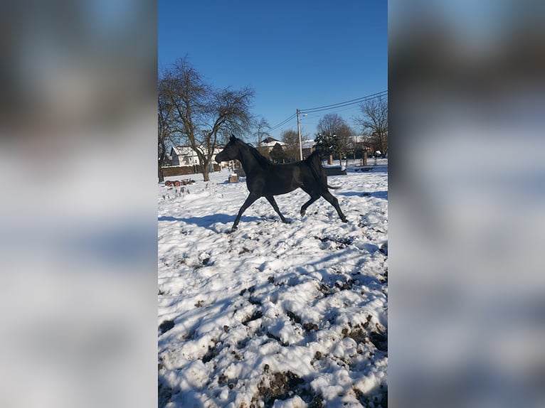 Arabo Egiziano Stallone 5 Anni 158 cm Morello in Zagreb