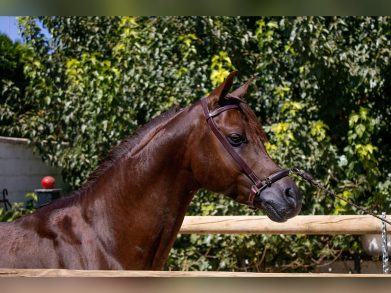 Arabo Egiziano Stallone 6 Anni 151 cm Sauro in Sevilla