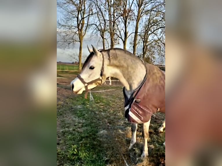 Arabo Egiziano Stallone Grigio in Groesbeek