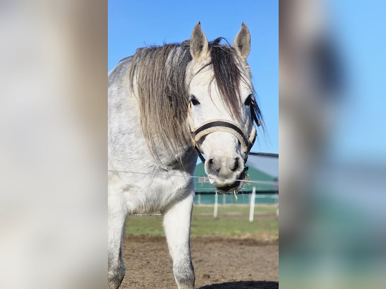 Arabo Egiziano Stallone Grigio in Groesbeek