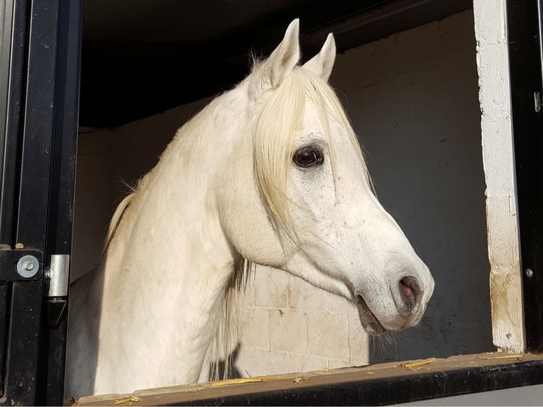 Arabo Egiziano Stallone Grigio trotinato in WillebringenBoutersem