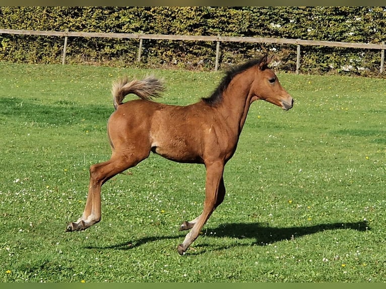 Arabo Egiziano Stallone Grigio trotinato in WillebringenBoutersem