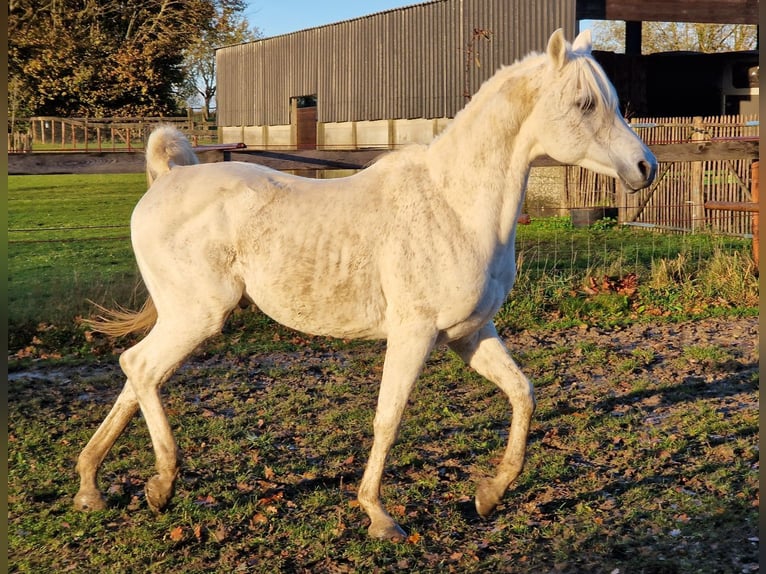 Arabo Egiziano Stallone Grigio trotinato in WillebringenBoutersem