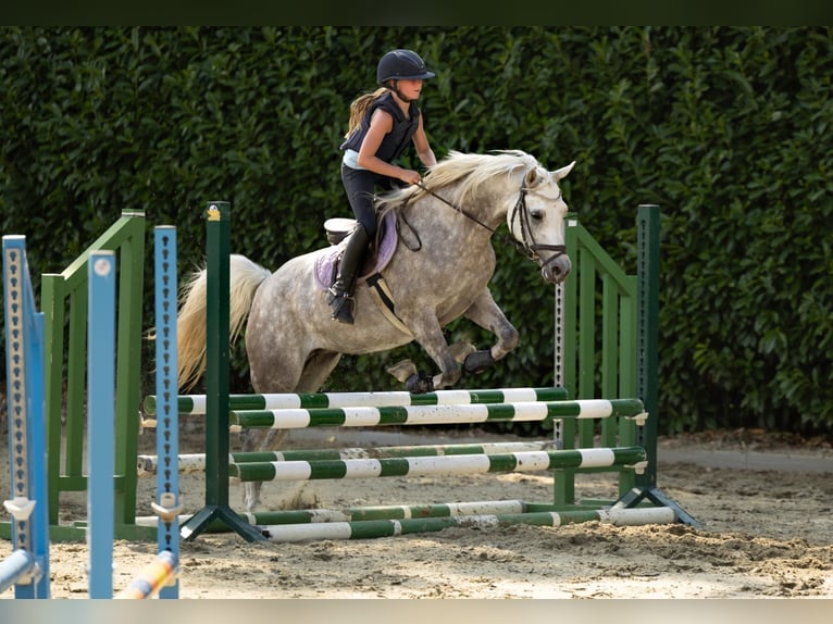 Arabo Egiziano Stallone Grigio trotinato in WillebringenBoutersem