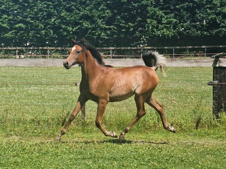 Arabo Egiziano Stallone Grigio trotinato in WillebringenBoutersem