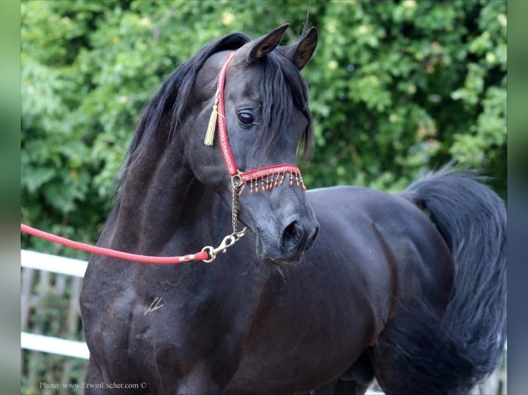 Arabo Egiziano Stallone Morello in Blankenhain