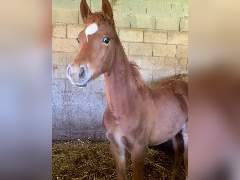 Arabo Egiziano Stallone Puledri (05/2025) 110 cm Sauro in Capri Leone