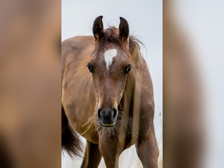 Arabo Egiziano Stallone Puledri (03/2025) 150 cm Grigio in Weingarten