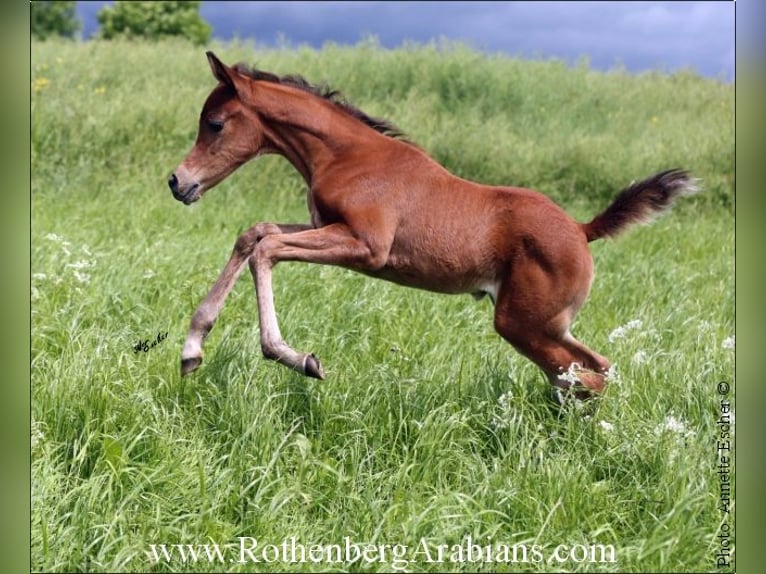 Arabo Egiziano Stallone  155 cm Grigio ferro in Monheim