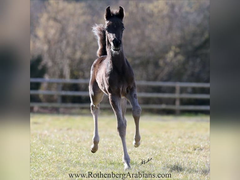 Arabo Egiziano Stallone Puledri (01/2025) 157 cm Morello in Monheim