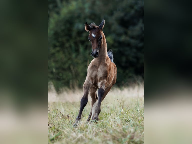 Arabo Egiziano Stallone Puledri (07/2024) 160 cm Grigio trotinato in Dietikon