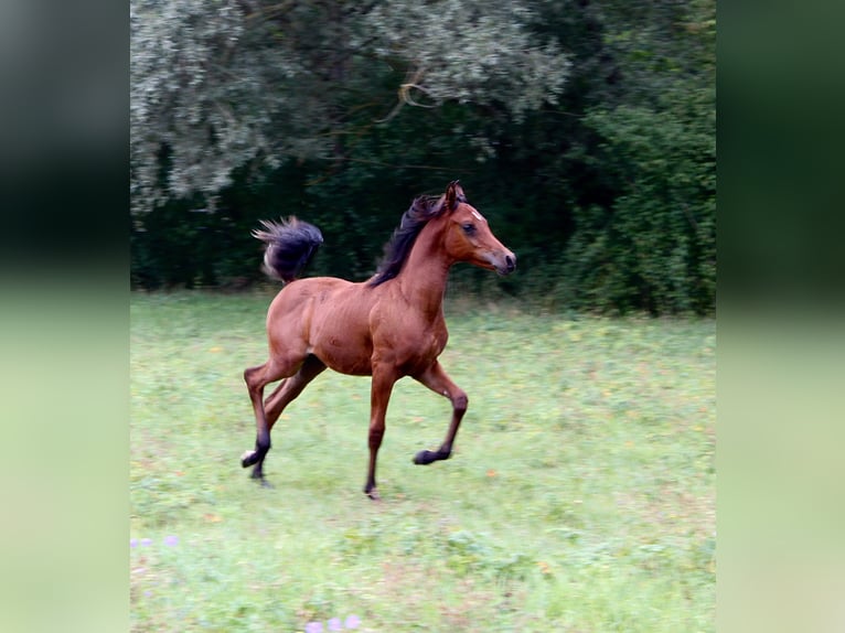 Arabo Egiziano Stallone Puledri (03/2026) Baio in Arnstadt