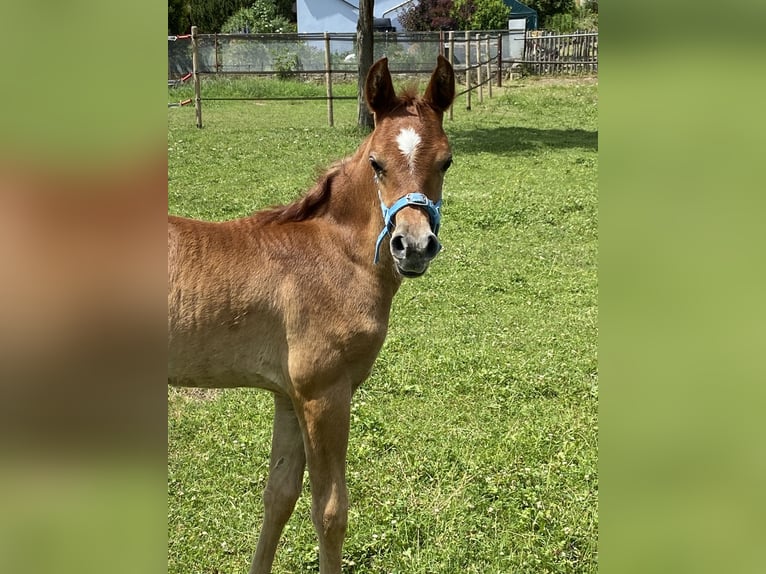 Arabo Egiziano Stallone Puledri (05/2026) Grigio in Vreden
